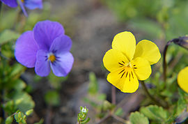 Irudia handitu (modu-leihoa)